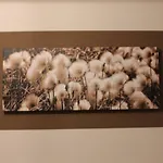 Felice - Vda 0008 * Веррес
